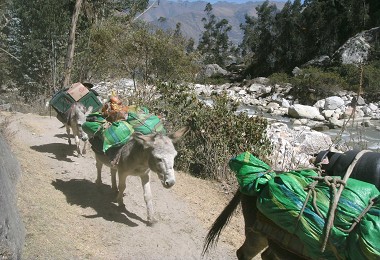 有驢子.行李，登山行程輕鬆不少／商樂家攝