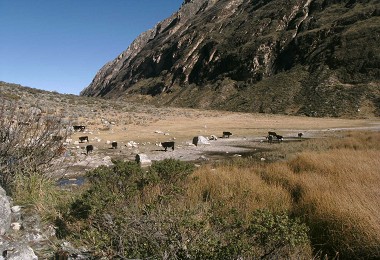 國家公園內的放牧／商樂家攝