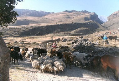 放牧牲口走在步道上／商樂家攝