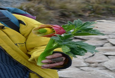 遭當地人採摘的特有種Rima-rima／韓令芳提供