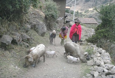 放牧牲口種類繁多，除了常見牛、羊，甚至還有家豬／商樂家攝