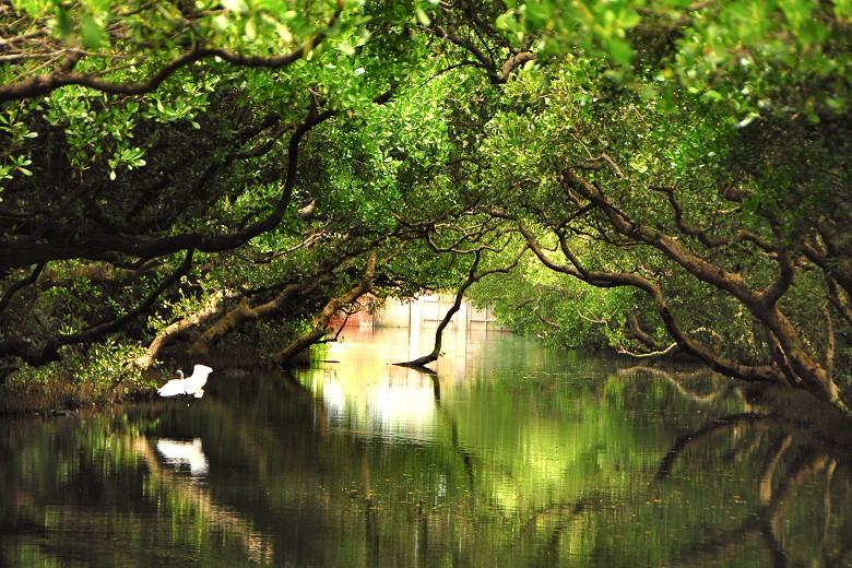 蓊鬱的紅樹林枝葉映出河道裡深深淺淺、不同層次的綠／盧宜君攝
