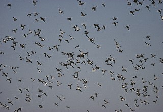 冬羽翩翩龍鑾潭