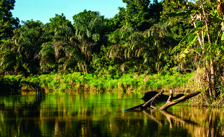 哥斯大黎加Parismina河岸