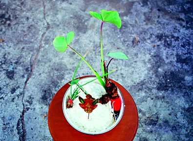 由蔥、飯春、芋頭、米飯組成的「隔年飯」