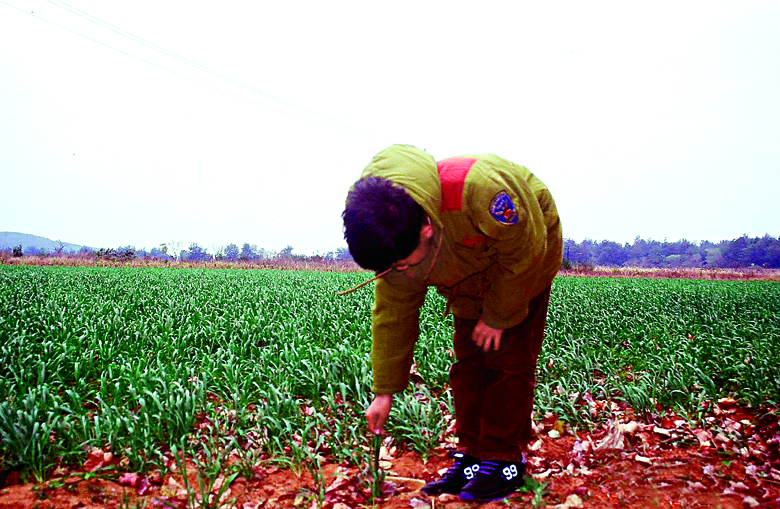 大年初一民俗活動：插麥吃到鬍鬚白