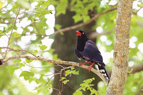 臺灣藍鵲。 攝影/ 張秋鶴