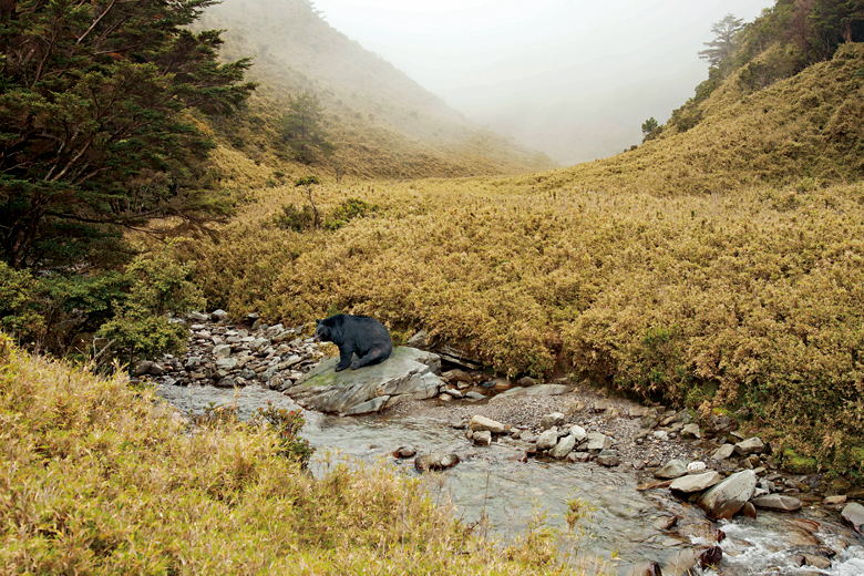 臺灣黑熊