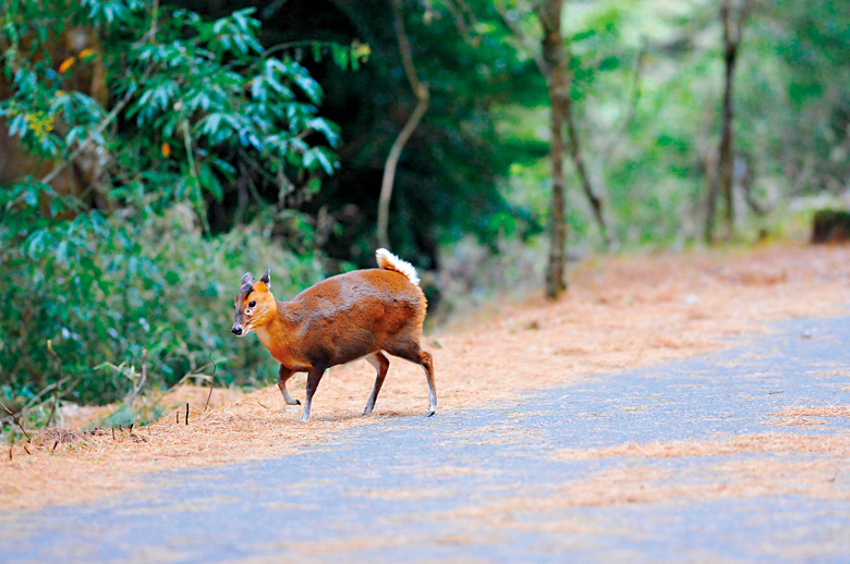 生性膽小的山羌不畏人地出現在塔塔加鞍部