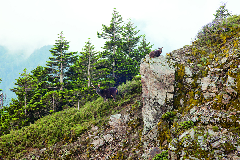 臺灣水鹿與長鬃山羊
