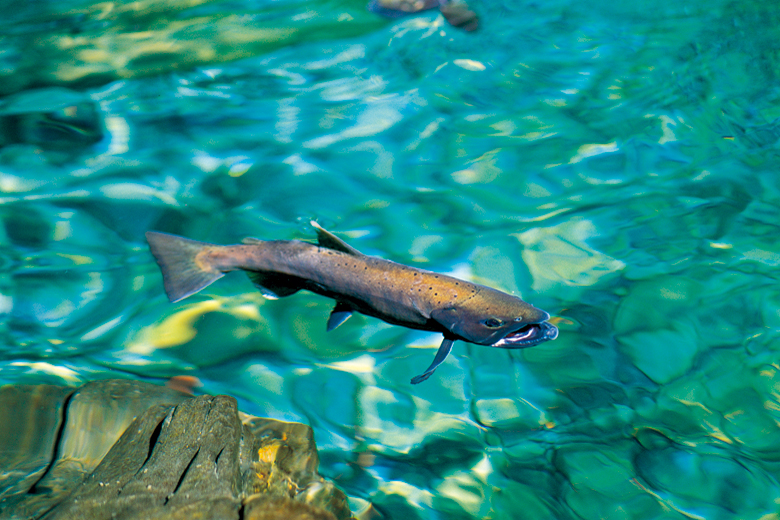 雪霸國家公園復育櫻花鉤吻鮭逾10年，近年在七家灣溪的數量穩定