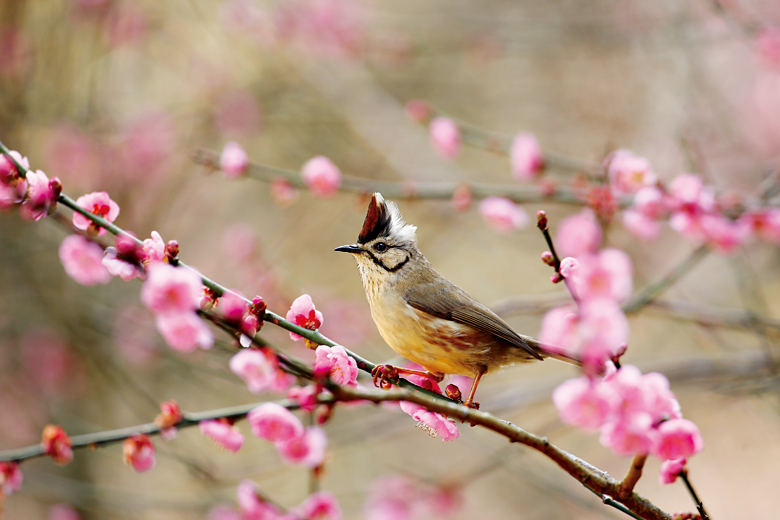 「儘可能維持現狀」是野生動物保護的原則，圖為冠羽畫眉