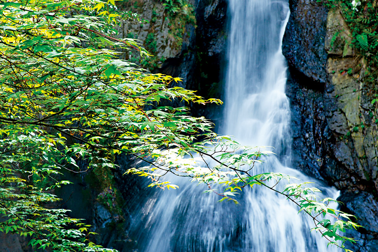 瀑布溶氧量高，清冽乾淨的水質，孕育出多樣而豐富的溪流生態