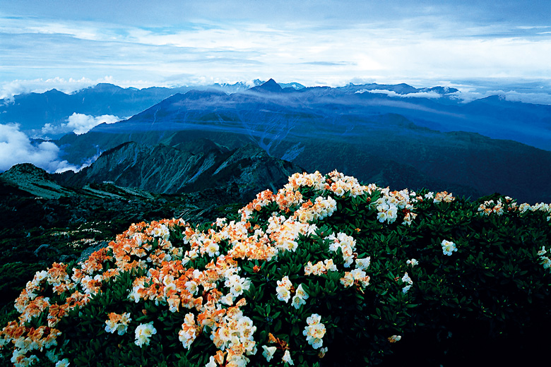 玉山杜鵑在高海拔地區植被扮演極重要的角色，不但是植物學者的研究素材，更啟迪民眾對自然生態的關懷