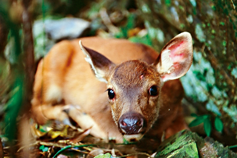 經跨域研究發現一群DNA 顯著不同於臺灣其他地區的水鹿族群