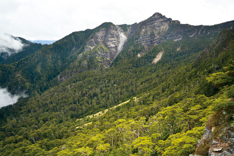 鐵杉林主要分布在海拔2,000-3,000公尺，由於海拔適中，其間棲息了許多大型的野生動物