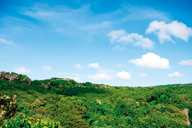 社頂自然公園的植物種類達290 種之多，滋養著50 多種的蝶類