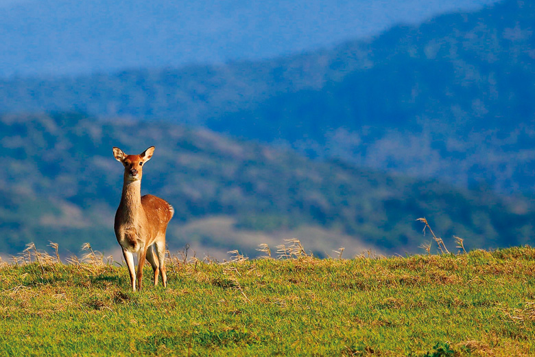墾管處自1984年即展開一系列的梅花鹿復育計畫