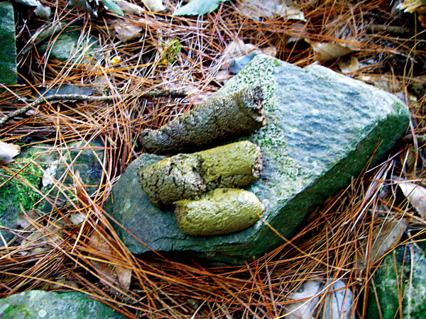 臺灣黑熊糞便。 圖／玉山國家公園提供