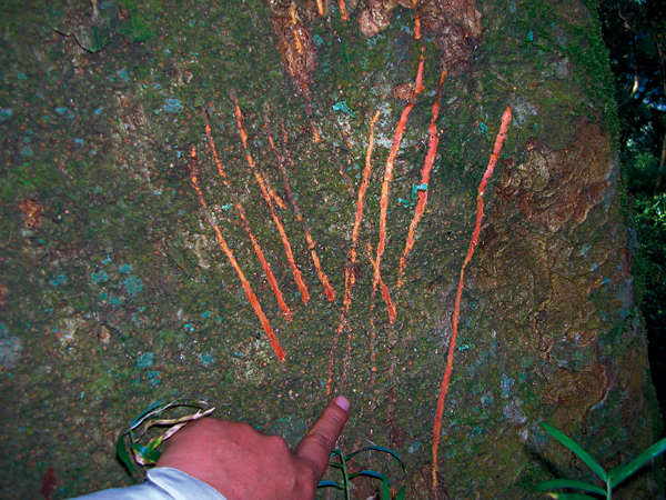 黑熊爪印 。 圖／玉山國家公園提供