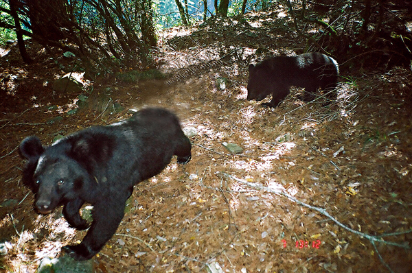 黑熊帶小熊 。 圖／玉山國家公園提供