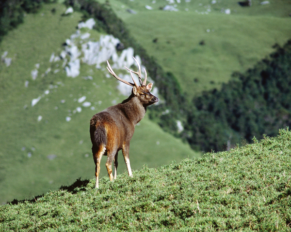 成年的公水鹿。