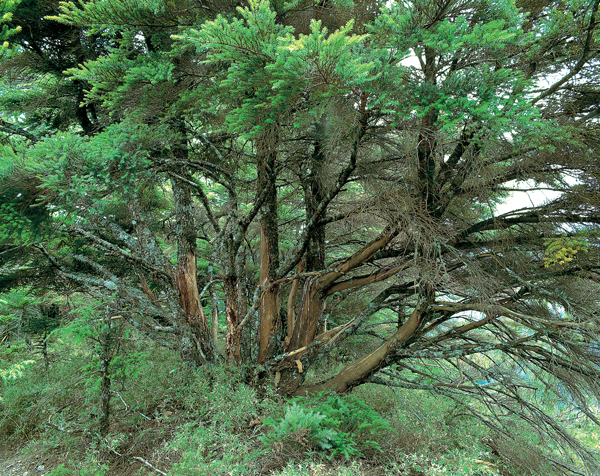 被水鹿磨擦的鐵杉。