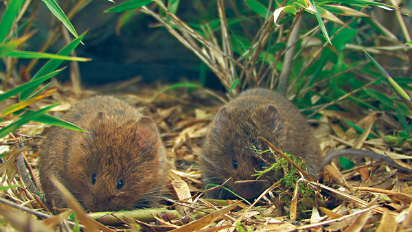遵循一夫一妻制的高山田鼠。 攝影/ 劉思沂