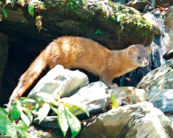 由紅外線感應自動相機拍攝到的華南鼬鼠。
