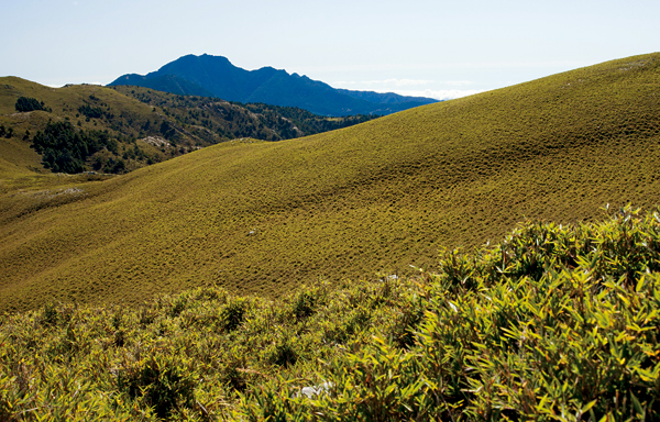 別小看低矮的箭竹，其間庇護了無數的生命。 攝影/ 劉思沂