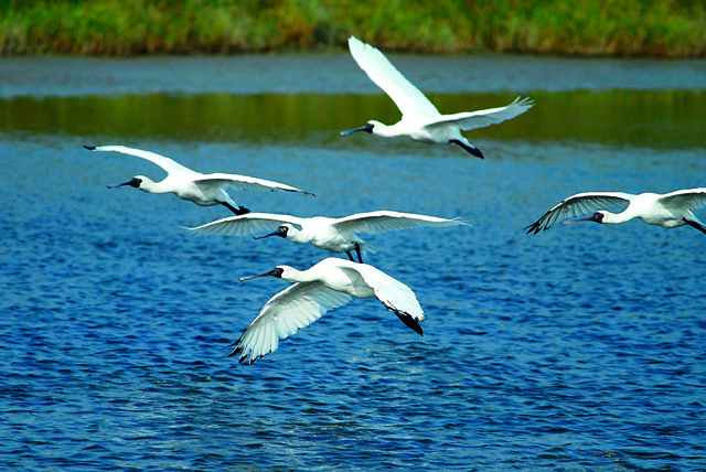 野外教室1-方賜連_遠來嬌客