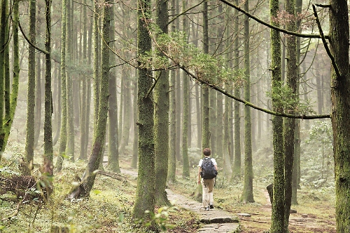 步道中段進入柳杉林。
