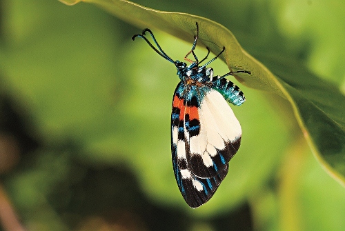 山龍眼螢斑蛾。 攝影/ 施禮正