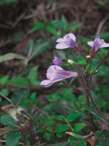 森林底層的小花－通泉草。