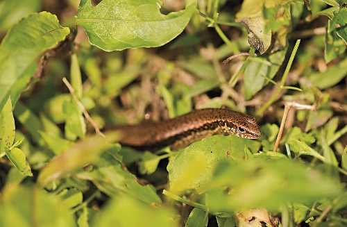多分布於中低海拔的石龍子科。