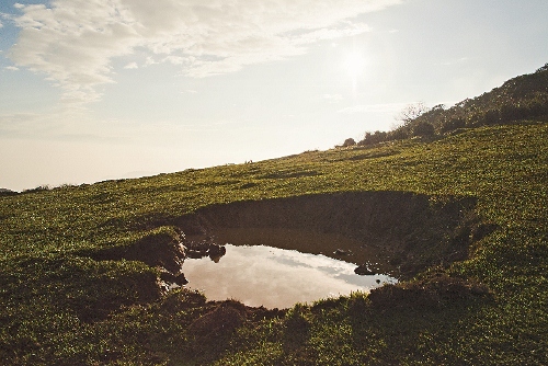 多分布於中低海拔的石龍子科