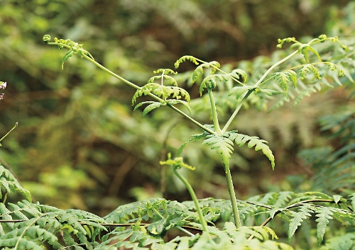 陽明山國家公園內具有豐富而多樣的生態棲地，許多蕨類植物喜歡在此生長。