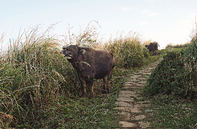 請不要靠近或逗弄牛隻。