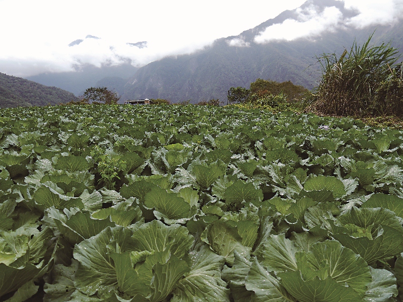 在轉型有機生產的過程中，農友必須克服天候、病害、蟲害等種種困難，在農友的堅持與努力之下，西寶的有機農業轉型露出一線光明。攝影/ 劉思沂