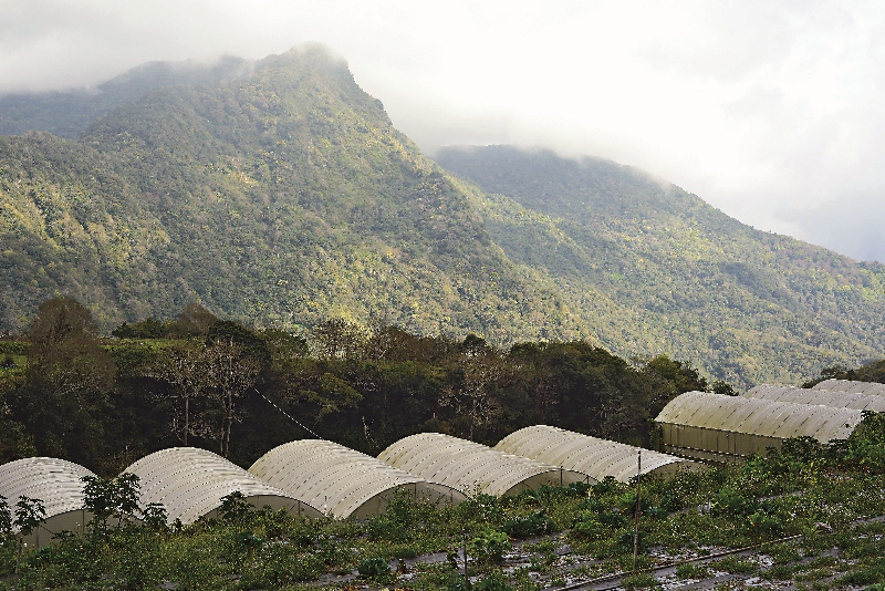 在轉型有機生產的過程中,農友必須克服天候、病害、蟲害等種種困難,在農友的堅持與努力之下,西寶的有機農業轉型露出一線光明。攝影/ 劉思沂