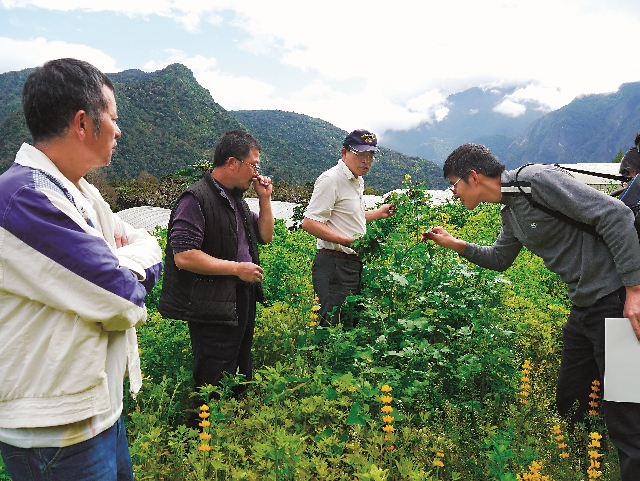 花蓮農改場倪裡豐博士協助農友種植綠肥作物，一方面可以改善土壤，讓土地得以休息，同時又能美化環境，增添景緻。