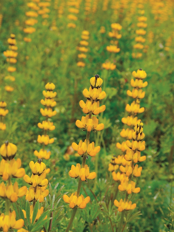 冬季液肥：魯冰花的黃色花序，在西寶形成另一種優美的田園景觀。