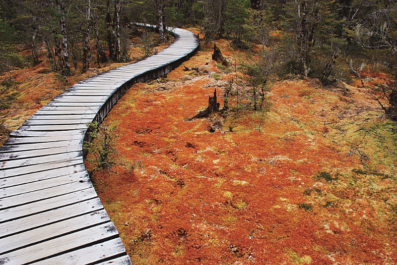 沼澤區皆鋪上棧道以保護珍貴的濕地植物 。Photo from brendiv></p>
</div>
<div></div>
<div>
<p style=