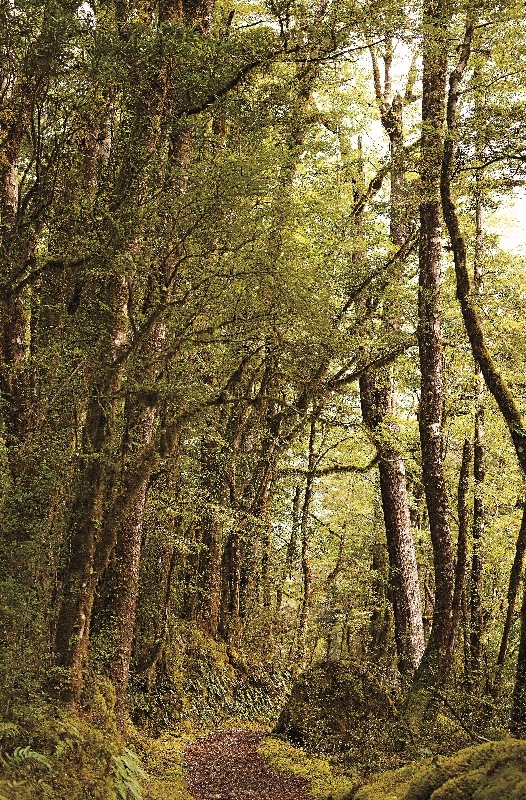 紐西蘭的溫帶雨林與臺灣霧林帶十分相像。