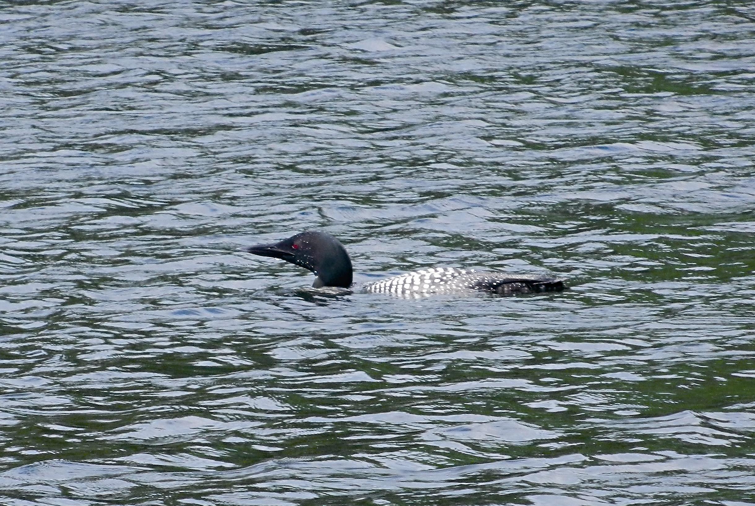 Canada has placed the loon on its one-cent piece, reminding citizens of the importance of wetlands. The photograph shows a Canadian onecent piece and a loon in Algonquin Park.