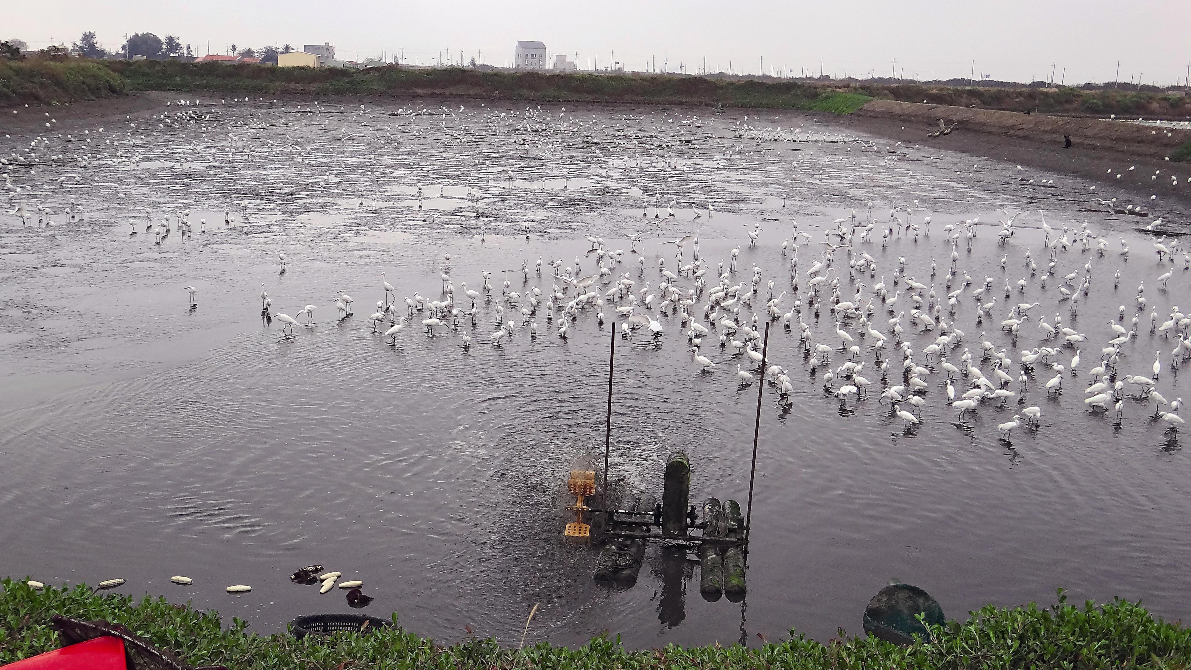 Taijiang National Park is working with local fishermen to keep thewater level low in fish ponds after the fish have been harvested,which helps waterfowl forage.