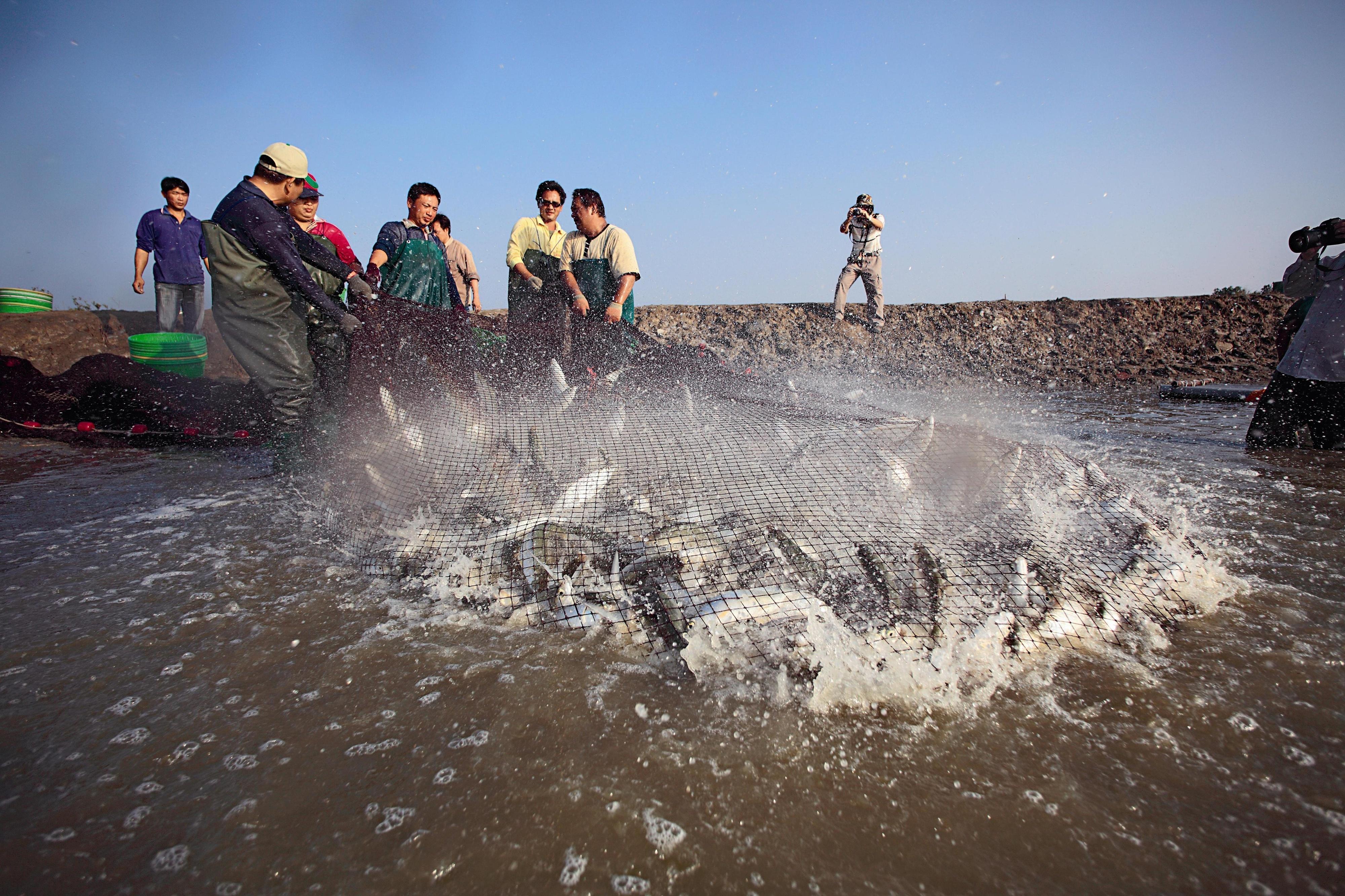 Wetlands are highly productive ecosystems. This photographshows a bumper harvest of milkfish in the Taijiang area.Photograph by Lee Chen-kuang