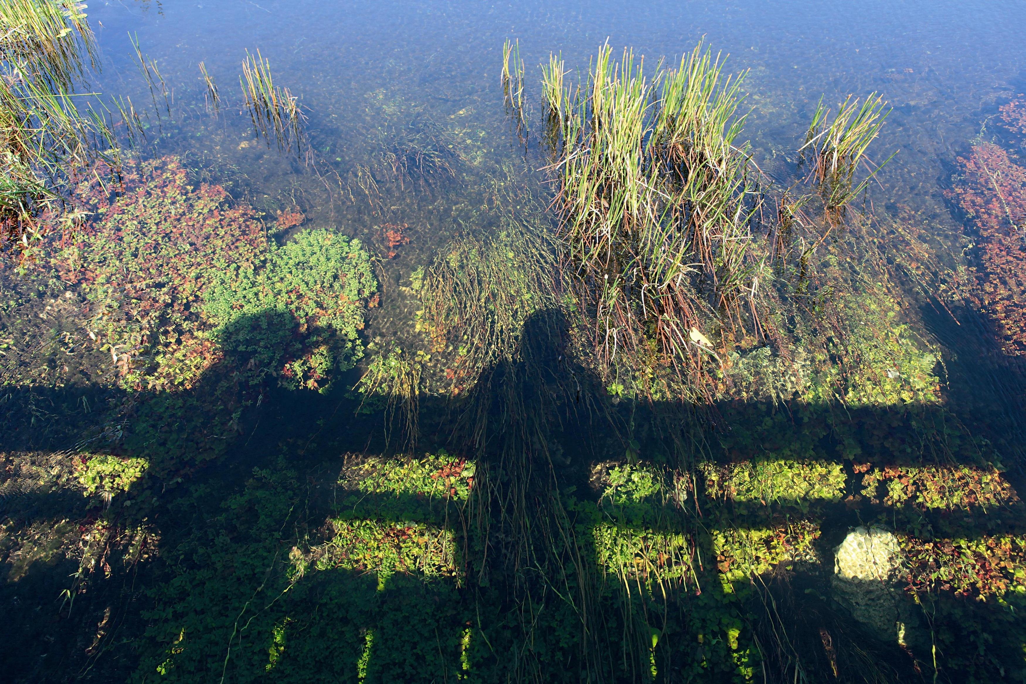 Wetlands are a projection of our future, and clean and unspoiled wetlands are the sign of wise management.