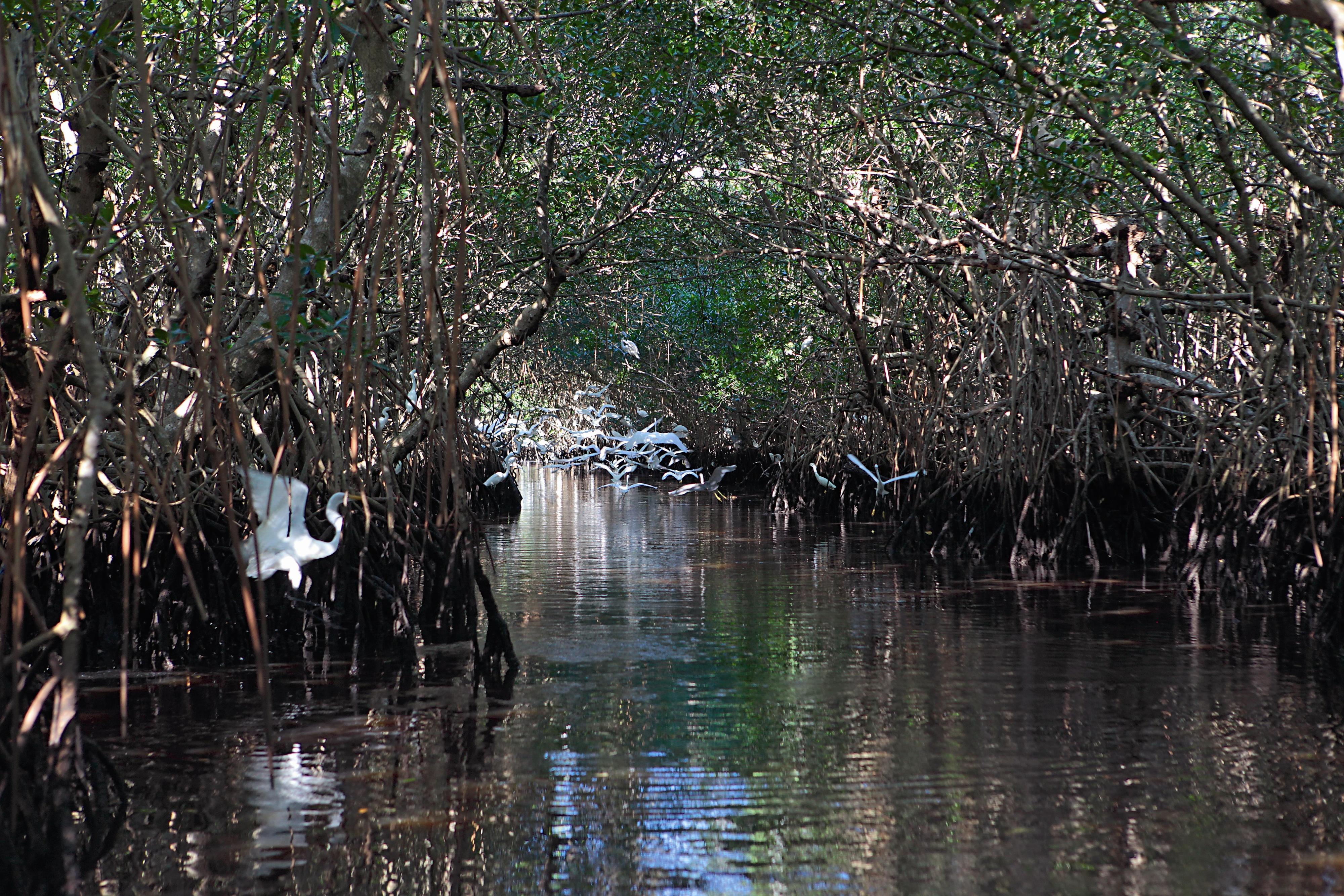 美國大沼澤國家公園中也有紅樹林綠色隧道。