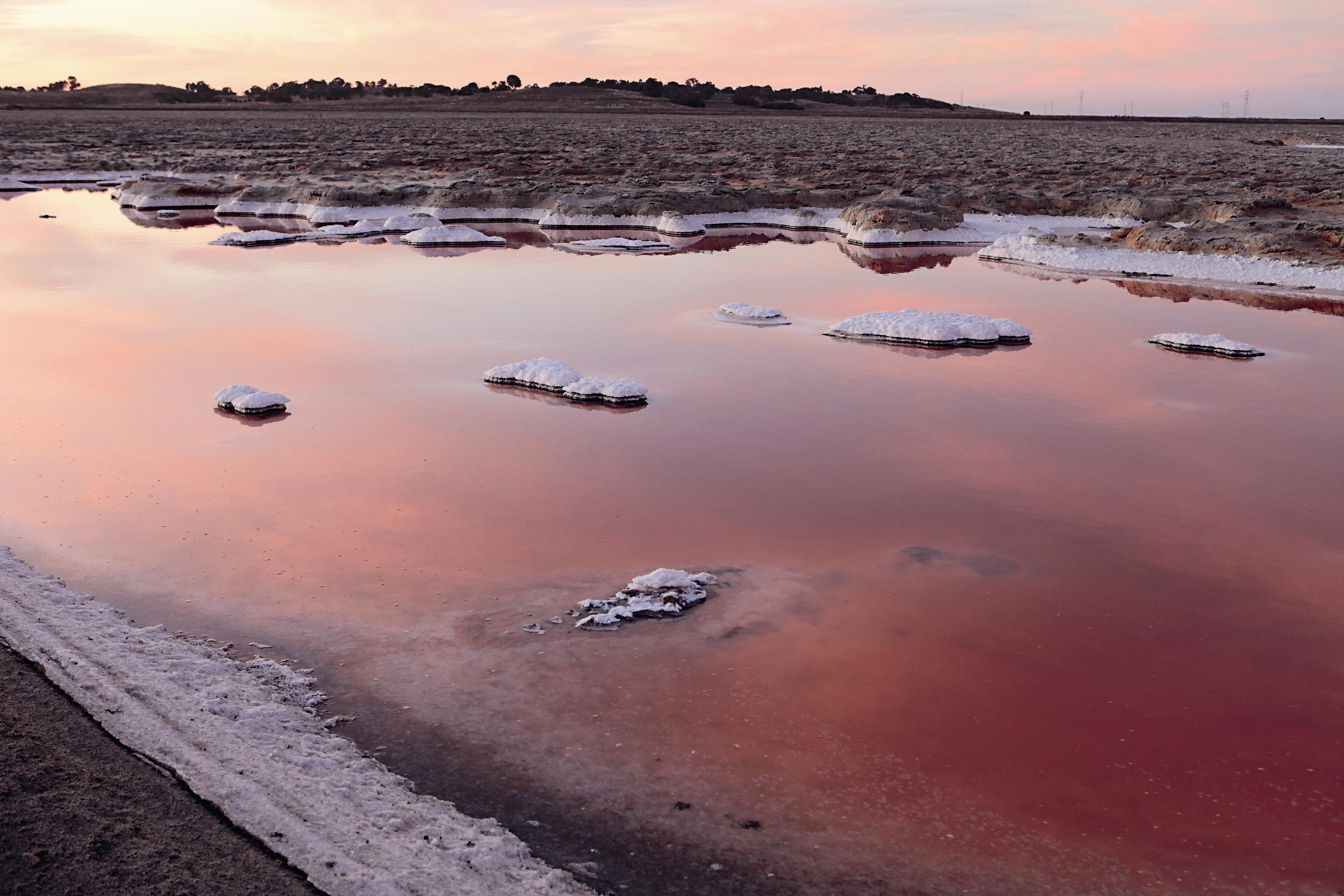 The use of water gates has restored the salt fields of San Francisco Bay to salt marshes providing an important wildlife habitat.